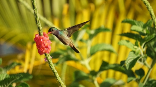 ein Kolibri